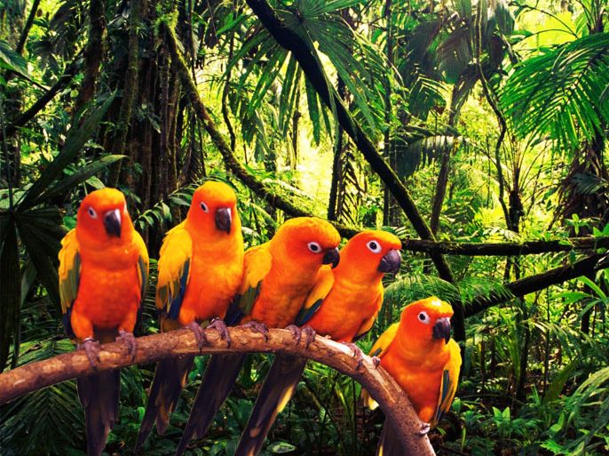 نوع من الطيور تعيش في غابات الأمازون تشبه زقزقتها إلى حد كبير موسيقى البشر