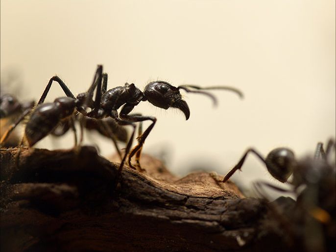 Giant ants (Paraponera Clavata) are pictured at the "Palais de la Decouverte" on October 10, 2013 in Paris. The exhibition "Mille milliards de fourmis" will run from