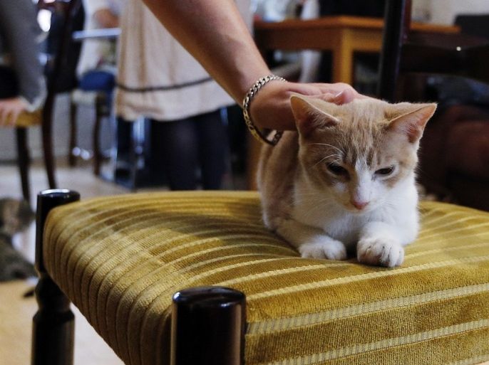 A consumer pets a cat at the 'Cafe des chats' (Cat Cafe) in Paris on September 16, 2013. This is the first 'cat cafe' in Paris, where customers can enjoy a drink while playing with one of the cats at the premises. The idea is inspired by a Japanese concept.