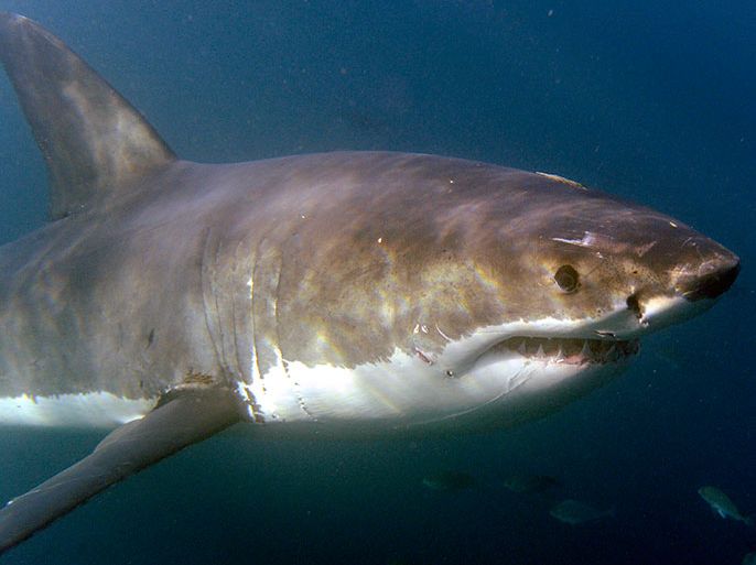 epa02212761 A Great White shark (Carcharodon carcharias) is seen from the safety of a steel cage submersed next to a boat in the Indian Ocean, Gansbaai, South Africa, Saturday 19 June 2010. Shark cage diving in South Africa attracts thousands of adventure tourists from around the world to have the unique opportunity to see these creatures from a boat and also in the water behind a steel cage. The practice of shark cage diving involves 'chumming' the waters with