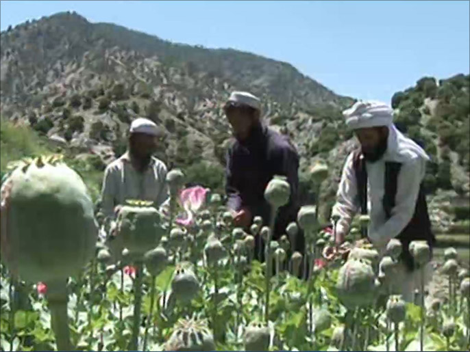 ‪‬ زراعة الخشخاش في أفغانستان لا تزال منتعشة رغم جهود الحكومة للحد منها(الجزيرة)