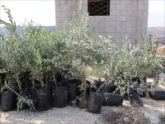 11 ألف شجرة زيتون قدمتها الإغاثة الزراعية لدعم صمود قصره (الجزيرة)