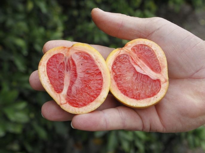 A grove manager holds a malformed star ruby grapefruit affected by 'greening', an insect-borne bacterial disease in a grove in Vero Beach, Florida in this December 1, 2010, file photo. Florida citrus researchers are preparing to launch a large-scale test of new disease-tolerant orange tree rootstock in what one likened to a "Hail Mary pass," or leap of faith, to save the $9 billion state industry from deadly citrus greening.