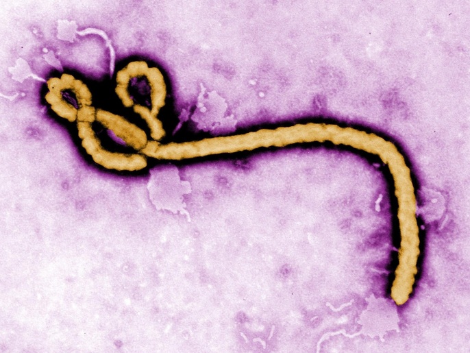 ‪إيبولا ينتمي لعائلة الفيروسات الخيطية‬ (الأوروبية)