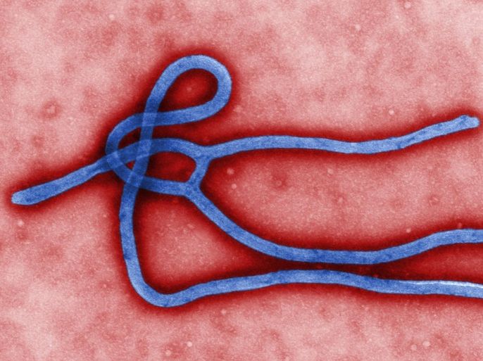 An undated handout image of the Ebola virus, created by CDC microbiologist Cynthia Goldsmith and made available by the Centers for Disease Control and Prevention. According to CDC the colorized transmission electron micrograph (TEM) revealed some of the ultrastructural morphology displayed by an Ebola virus virion. A new outbreak of the highly contagious Ebola has been reported from western Uganda on 28 July 2012, 20 cases and 14 deaths recorded.