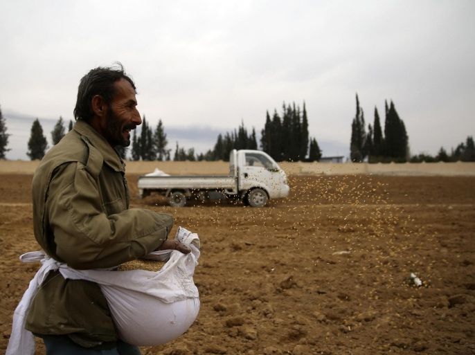 A farmer plants wheat in eastern al-Ghouta, near Damascus December 26, 2013. Picture taken December 26, 2013. REUTERS/Mohammed Abdullah (SYRIA - Tags: POLITICS CIVIL UNREST AGRICULTURE)