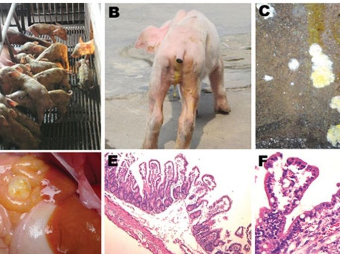 Centers for Disease Control and Prevention combination image shows pictures showing clinical features of pigs infected with Porcine Epidemic Diarrhea virus or PEDv from pig farms in the People's Republic of China in 2011. PEDv, which first cropped up in Europe in the 1970s and remains uncontrolled in China and other parts of Asia nearly four decades after it first appeared. A) Litter of pigs infected with this virus, showing watery diarrhea and emaciated bodies. B) A representative emaciated piglet with yellow, water-like feces. C) Yellow and white vomitus from a representative sucking piglet. D) Thin-walled intestinal structure with light yellow water-like content. E) Congestion in the small intestinal wall and intestinal villi; desquamated epithelial cells from the intestinal villus (original magnification �100). F) Congestion in the lamina propria of intestinal mucosa, and degeneration, necrosis, and desquamation of epithelial cells of the intestinal villi (original magnification �400). To match Insight USA-SWINE/VIRUS REUTERS/Centers for Disease Control and Prevention/Handout via Reuters (UNITED STATES - Tags: ANIMALS HEALTH SCIENCE TECHNOLOGY) ATTENTION EDITORS - THIS IMAGE HAS BEEN SUPPLIED BY A THIRD PARTY. IT IS DISTRIBUTED, EXACTLY AS RECEIVED BY REUTERS, AS A SERVICE TO CLIENTS. FOR EDITORIAL USE ONLY. NOT FOR SALE FOR MARKETING OR ADVERTISING CAMPAIGNS
