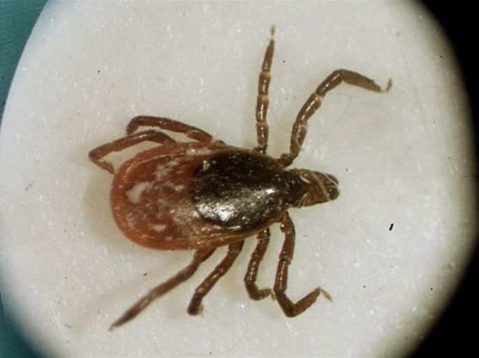 FILE - This is a March 2002 file photo of a deer tick under a microscope in the entomology lab at the University of Rhode Island in South Kingstown, R.I. A state insect expert says Ohio is seeing a "shocking" increase in the deer ticks that can carry Lyme disease.