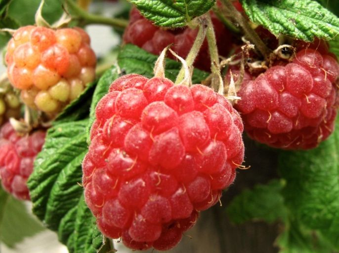 In this June 19, 2013 photo, raspberries grow on the patio of a home near Langley, Wash. Raspberries are an easy-to-grow choice for containers. They can be placed near high traffic areas around the property, making for convenient and wholesome snacks. (AP Photo/Dean Fosdick)