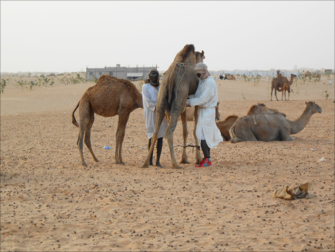 لا يزال كثير من سكان الأرياف في موريتانيا يعتمدون على الإبل في حياتهم (الجزيرة)