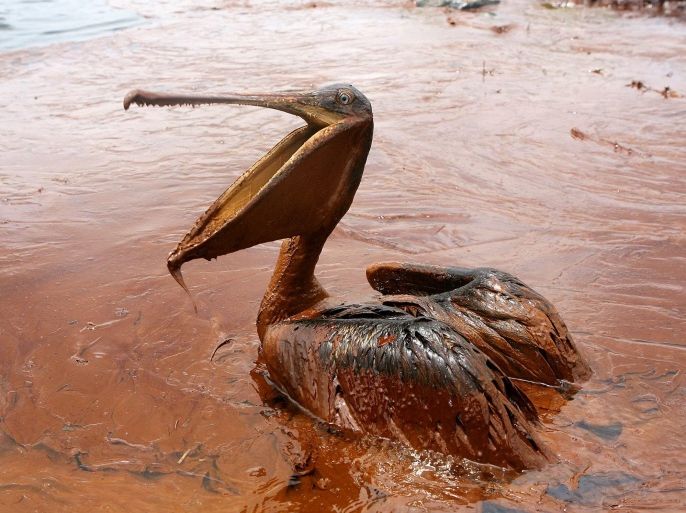 An oil-covered brown pelican sits in a pool of oil along Queen Bess Island Pelican Rookery, about 4.8 km (3 miles) northeast of Grand Isle, Louisiana, in this file photo taken June 5, 2010. Transocean Ltd has agreed on January 3, 2012, to pay $1.4 billion to settle U.S. government charges arising from BP Plc's massive 2010 Macondo oil spill in the Gulf of Mexico. Switzerland-based Transocean owned the Deepwater Horizon rig that was drilling a mile-deep well when a surge of methane gas sparked an explosion on April 20, 2010. REUTERS/Sean Gardner/Files (UNITED STATES - Tags: ANIMALS DISASTER ENERGY ENVIRONMENT)