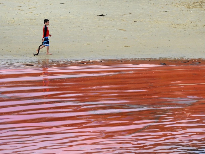 شاطئ غزته الطحالب الحمراء (غيتي)