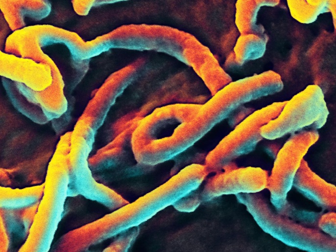 السلالة المسؤولة عن حالة التفشي الأخيرة في غرب أفريقيا لإيبولا هي زائير (الأوروبية)