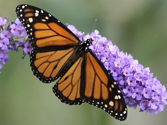 FILE - In this Wednesday, Sept. 14, 2005 file photo, a monarch butterfly spreads its wings as it feeds on the flowers of a butterfly bush in Omaha, Neb. The butterflies are famous for migrating from the U.S. and Canada to Mexico for the winter. A study by researcher Marcus Kronforst of the University of Chicago released in the journal Nature on Wednesday, Oct. 1, 2014 suggests the species itself also started out in North America some 2 million years ago, instead of South or Central America. (AP Photo/Nati Harnik)