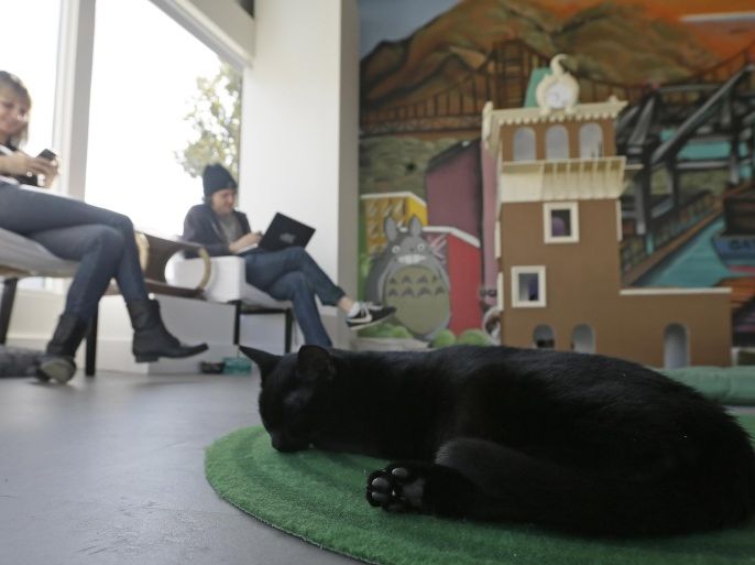 In this photo taken Thursday, Nov. 6, 2014, a cat sleeps on a rug as Donna Garrett, left, and Adam Myatt, right, check their email at the Cat Town Cafe in Oakland, Calif. Similar to concepts in Asia & Europe, the cafe has become America's first permanent feline-friendly coffee shop. Cafe customers pay to pet cute kitties while sipping on tea or expresso drinks. It allows customers, who may not be able to have cats in their own homes, to enjoy the benefits of furry friends for short times without the responsibility. The animals come from a partnership with a local animal shelter and are also available for adoption. Similar cafes are planned to open soon in Seattle, Portland, San Diego and Denver. (AP Photo/Eric Risberg)