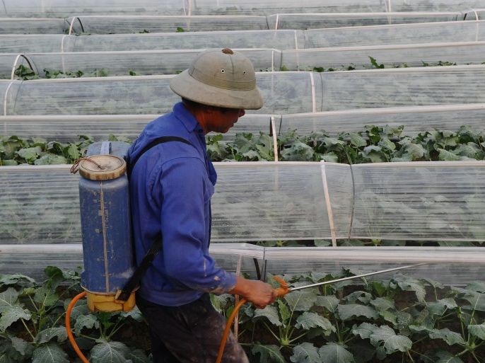 This picture taken on October 14, 2014 shows a farmer spraying pesticide on a cabbage field covered with protective plastic in Dong Anh district in the suburbs of Hanoi. AFP PHOTO / HOANG DINH Nam