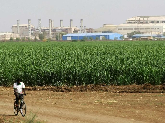 A worker rides a bicycle past a sugar cane plantation near the Kenana Sugar Company (KSC)'s main plant, 270 km (170 miles) south of Khartoum May 14, 2013. Faced with the loss of most oil production after South Sudan seceded in 2011, Sudan has been scrambling to find new sources for state revenues and dollars to pay for imports. Developing its sugar industry is a priority as is searching for gold. To diversify its products, Kenana also plans to more than triple the output of biofuels, a by-product of sugar production, to 200 million litres by 2015. Picture taken May 14, 2013. To match Feature SUDAN-SUGAR.