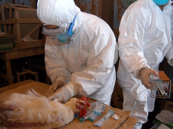 (FILE) Japanese health authorities collect blood samples from chickens at a quarantined farm following an outbreak of bird flu in Miyazaki province, in this handout photo released by Miyazaki Prefectural Government 17 January 2007. Authorities culled about 4,000 chickens in south-western Japan early 16 December 2014 after a highly pathogenic strain of H5 avian influenza was found in three birds, local media reported. Miyazaki prefectural officials culled all the chickens at a farm in Nobeoka city, the country's top poultry producing region, the Kyodo News agency reported. The local government told nearby poultry farms to restrict the movements of livestock. EPA/MIYAZAKI PREFECTURAL GOVERNMENT