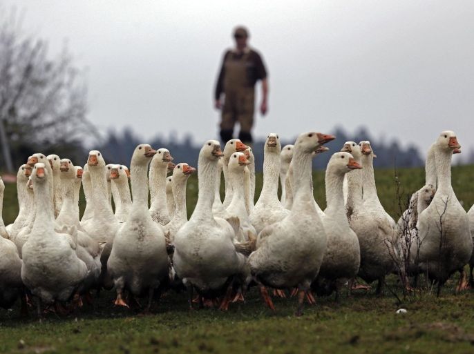 Farmer Franz Schenkermeier drives some of his 130 free range Christmas geese to their free-stall barn on his farm in Pfarrkirchen, southern Germany, Tuesday, Dec. 2, 2014. Roasted goose is one of the traditional German Christmas feasts. (AP Photo/Matthias Schrader)