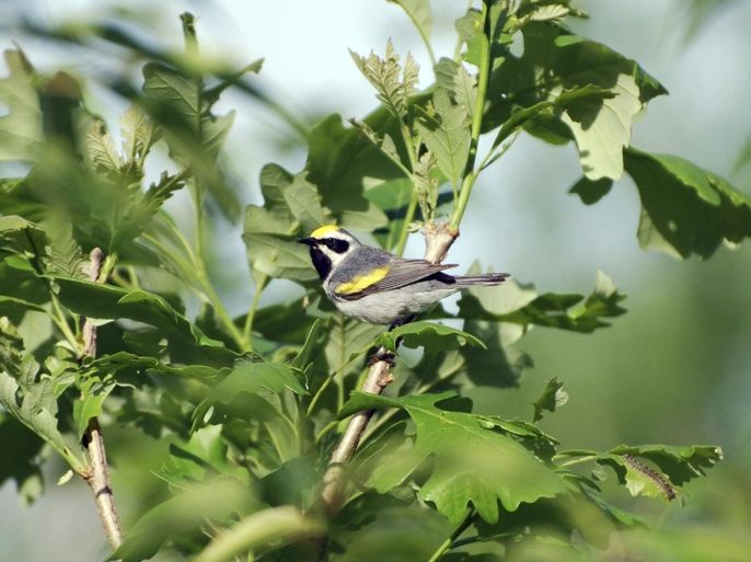 A male golden-winged warbler defends his breeding territory, in the Cumberland Mountains of Tennessee, in this undated handout photo provided by Henry Streby. Scientists said on December 18, 2014 a population of this bird fled its nesting grounds in Tennessee up to two days before the arrival of a fierce storm system that unleashed 84 tornadoes in southern U.S. states in April, apparently alerted to the danger by sounds at frequencies below the range of human hearing. Mandatory Credit REUTERS/Henry Streby (UNITED STATES - Tags: ANIMALS SCIENCE TECHNOLOGY) NO SALES. NO ARCHIVES. FOR EDITORIAL USE ONLY. NOT FOR SALE FOR MARKETING OR ADVERTISING CAMPAIGNS. THIS IMAGE HAS BEEN SUPPLIED BY A THIRD PARTY. IT IS DISTRIBUTED, EXACTLY AS RECEIVED BY REUTERS, AS A SERVICE TO CLIENTS. MANDATORY CREDIT