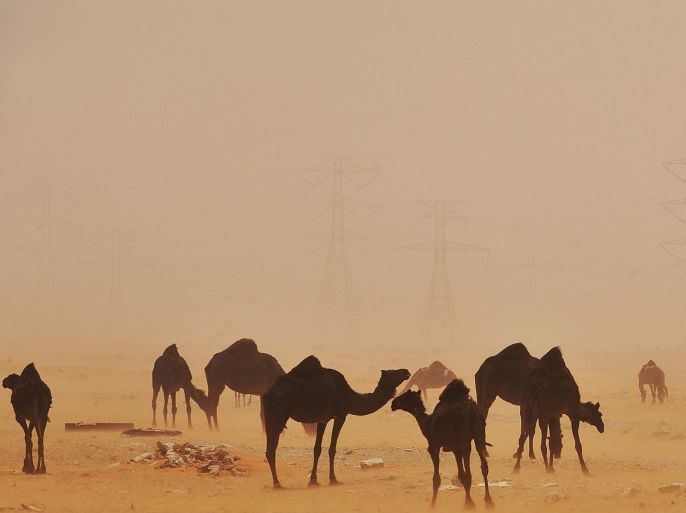 A sand storm envelops camels in the desert region of al-Hasa, some 370 km east of the Saudi capital Riyadh, on June 16, 2013.