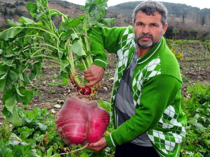 تفاجئ المزارع التركي "خليل إبراهيم ياقيجي" (41 عامًا)، عندما عثر في حقله اليوم، على فجلة تزن 12 كيلو غرامًا، لتصبح تلك الفجلة مثار اهتمام سكان قريته "آقجه طاش"، التابعة لولاية "عثمانية" جنوبي تركيا. وأوضح ياقيجي، في تصريح أدلى به لمراسل الأناضول في المنطقة، أن الفجلة "العملاقة" أثارت انتباهه، عندما كان يتجول في حقله، وأنه لاحظ أن حجمها أكبر بكثير من بقية الفجل الذي يزرعه.