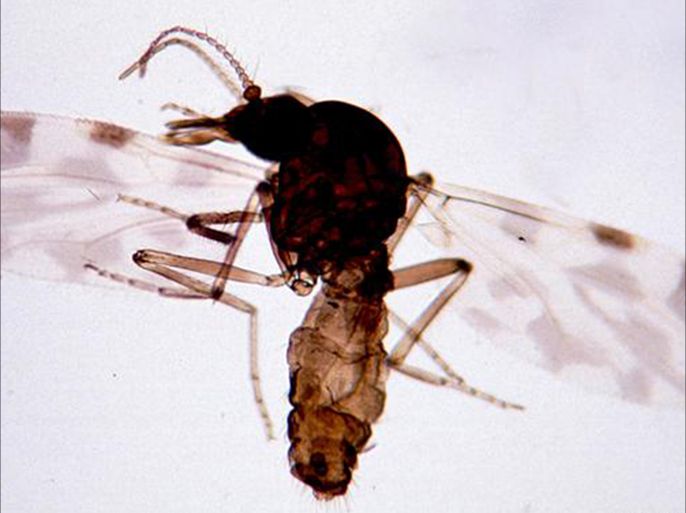 تحذير من انتشار ملاريا مقاومة للعقاقير