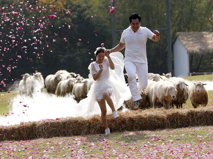 Newly married Thai couple bride Daradai Wachirapootthacoon (L) and her husband, groom Artit Thanajindawong (R) run followed by a flock of sheep during their 'runway of love' challenge as part of the Adventure Wedding Thailand 2015 event to celebrate Valentine's Day, in Suan Phueng district, Ratchaburi province, Thailand, 13 February 2015. Three newlywed couples took part in the adventure wedding challenge which features runway of love, giant wedding cake and rock climbing to prove their true love as part of the Valentine's Day celebrations.