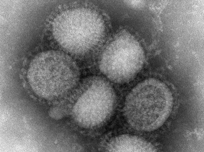 An electron microscope image shows an A H1N1 "swine flu" virus culture obtained from a California patient suffering from the current international flu outbreak, in an image obtained from the U.S. Centers for Disease Control (CDC) in Atlanta, April 28, 2009. New swine flu infections were found around the world on Tuesday and the specter of a pandemic began to hit the travel industry as governments warned people to stay away from Mexico where 149 people have died.