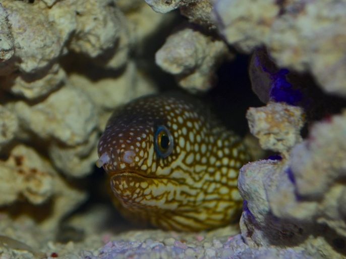 Close up deep sea fish hiding in rocks
