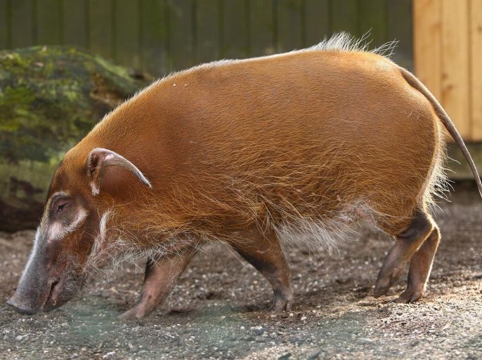 WUPPERTAL,GERMANY- APRIL 08: A red river hog searches for food at the Wuppertal Zoo on April 8, 2009 in Wuppertal, Germany.