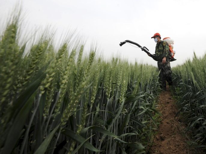 A farmer sprays pesticide in a wheat field in Zaozhuang, Shandong province May 14, 2013. China, the world's top wheat producer, is expected to produce 1.0 percent more wheat this year, with the winter harvest due in June seen rising 1.5 percent to 116.5 million tonnes. REUTERS/China Daily (CHINA - Tags: AGRICULTURE BUSINESS) CHINA OUT. NO COMMERCIAL OR EDITORIAL SALES IN CHINA