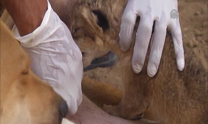 كلبة تُرضع شبلا بحديقة حيوان بغزة