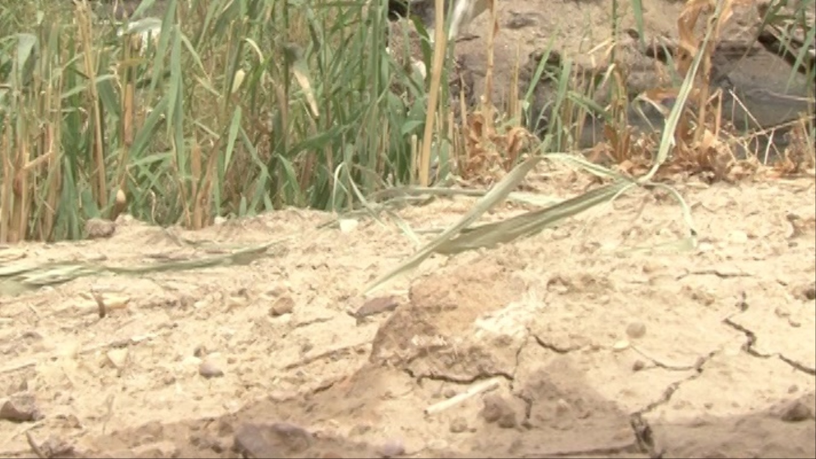 الجفاف يهدد الزراعة في مناطق جنوب العراق (الجزيرة)