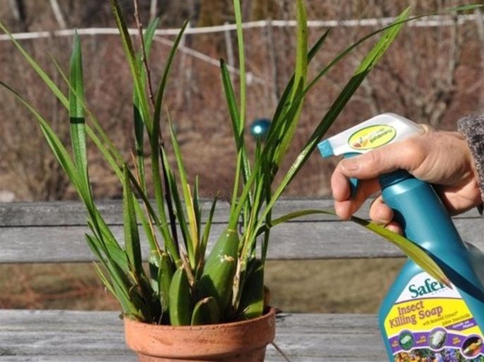 In this Feb. 13, 2012 photo, insecticidal soap is sprayed on an orchid plant in order to kill scale insects in New Paltz, N.Y. Savvy gardeners were using soap sprays for centuries until DDT and other harder-hitting, longer-lasting pesticides were developed during World War II. Now, soap sprays are back. In these environmentally conscious times, they are valued for biodegrading quickly and being relatively nontoxic. Pests on plants don't always warrant spraying, but when they do, soap may do the trick.