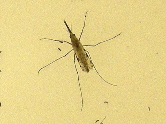This 2010 Centers for Disease Control and Prevention (CDC) photo shows two "Anopheles gambiae" mosquitoes, the principal vector of malaria in Africa, as the female (top) is in the process of egg-laying atop a sheet of egg paper pictured with the male (bottom). As a recent ceasefire deal boosts prospects for peace in Central African Republic, a key medical aid group warned on July 24, 2014 that malaria was the leading killer in the impoverished landlock country. Medecins Sans Frontieres (Doctors Without Borders) said it had seen a jump in cases in Central African Republic, where violence between Christian militia and Muslim rebels has killed thousands of people and forced a million from their homes. REUTERS/Mary F Adams/CDC (UNITED STATES - Tags: HEALTH) FOR EDITORIAL USE ONLY. NOT FOR SALE FOR MARKETING OR ADVERTISING CAMPAIGNS. THIS IMAGE HAS BEEN SUPPLIED BY A THIRD PARTY. IT IS DISTRIBUTED, EXACTLY AS RECEIVED BY REUTERS, AS A SERVICE TO CLIENTS