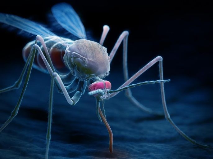 Close up stylized view of the Anopheles mosquito sucking blood. The Anopheles mosquito transmits malaria parasites to humans.