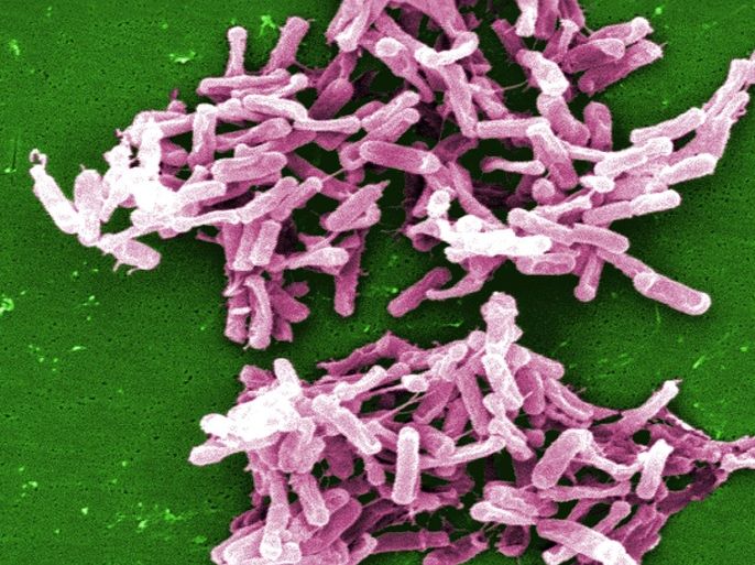 This 2004 electron microscope image made available by the Centers for Disease Control and Prevention shows a cluster of Clostridium difficile bacteria. The intestinal bug sickens nearly twice as many Americans each year as was previously thought, according to a study released by the Centers for Disease Control and Prevention on Wednesday, Feb. 25, 2015. The germ — Clostridium difficile, or C-diff — flourishes in the gut after antibiotics kill off other bacteria and causes diarrhea. It can be severe and is blamed for about 15,000 deaths annually — mainly in the elderly. (AP Photo/Centers For Disease Control And Prevention, Lois S. Wiggs, Janice Carr)