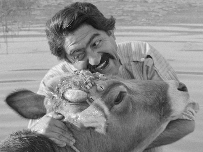 فيلم البقرة باكورة حركة الموجة الإيرانية الجديدة عام 1969 (الجزيرة نت)