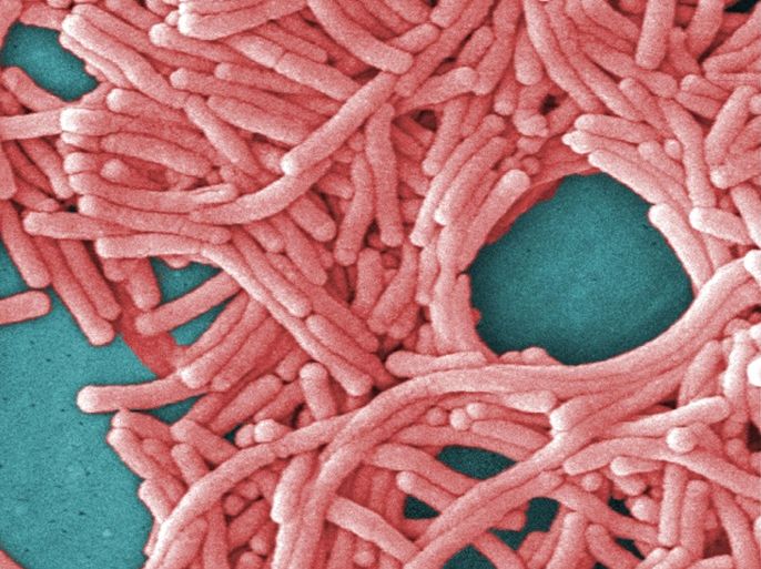 FILE - This undated file image made available by the Centers for Disease Control and Prevention shows a large grouping of Legionella pneumophila bacteria (Legionnaires' disease). Legionnaires' disease has been reported in a handful of states in the summer of 2015, leading to multiple deaths and more than 100 illnesses. The unrelated cases are part of a typical pattern seen with a disease that tends to appear in warm weather and is mostly dangerous for people who are already sick or weakened. (Janice Haney Carr/Centers for Disease Control and Prevention via AP, File)
