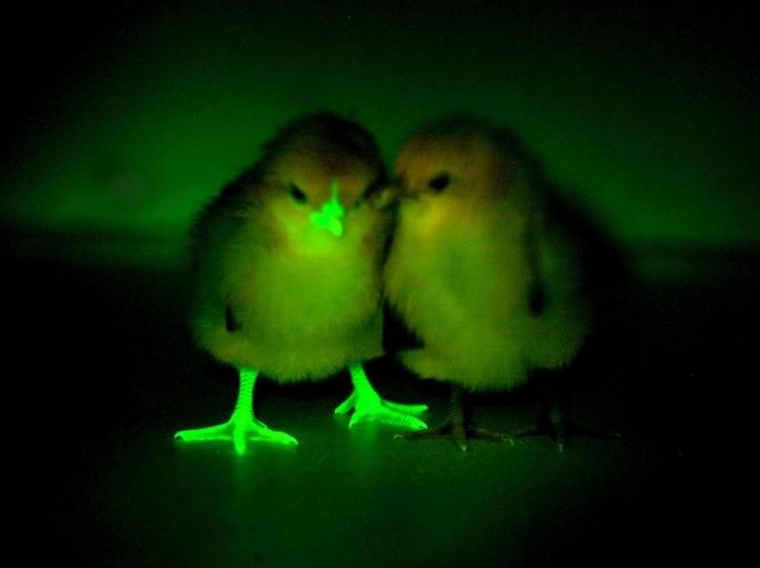 A baby chick, genetically modified to block transmission of bird flu, glows under an ultraviolent light, next to a chick that has not been modified, in this undated handout photo provided by Norrie Russell of The Roslin Institute, University of Edinburgh. Researchers insert a green fluorescent protein into the GMO birds to easily identify them from control birds during experiments and have found a way to potentially reduce deadly bird-flu infections in some egg-laying chickens by genetically engineering the birds not to replicate the virus inside their bodies. REUTERS/Norrie Russell of The Roslin Institute, University of Edinburgh/Handout via ReutersATTENTION EDITORS - THIS PICTURE WAS PROVIDED BY A THIRD PARTY. REUTERS IS UNABLE TO INDEPENDENTLY VERIFY THE AUTHENTICITY, CONTENT, LOCATION OR DATE OF THIS IMAGE. THIS PICTURE IS DISTRIBUTED EXACTLY AS RECEIVED BY REUTERS, AS A SERVICE TO CLIENTS. FOR EDITORIAL USE ONLY. NOT FOR SALE FOR MARKETING OR ADVERTISING CAMPAIGNS. NO SALES. NO ARCHIVES.