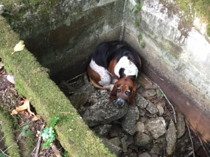In this Tuesday, Sept. 15, 2015, photo provided by Amy Carey, of Vashon Island Pet Protectors, a basset hound named Phoebe looks up from where she was trapped after falling into a cistern nearly a week earlier before being rescued by searchers on Vashon Island, Wash. A Washington state animal shelter says another dog, a setter mix named Tillie, stood guard for a nearly a week to watch over Phoebe, only leaving her side to alert people of her trapped friend. The two were found unharmed Tuesday, Sept. 15, 2015, after they were reported missing by their owners last week. (Amy Carey/Vashon Island Pet Protectors via AP)