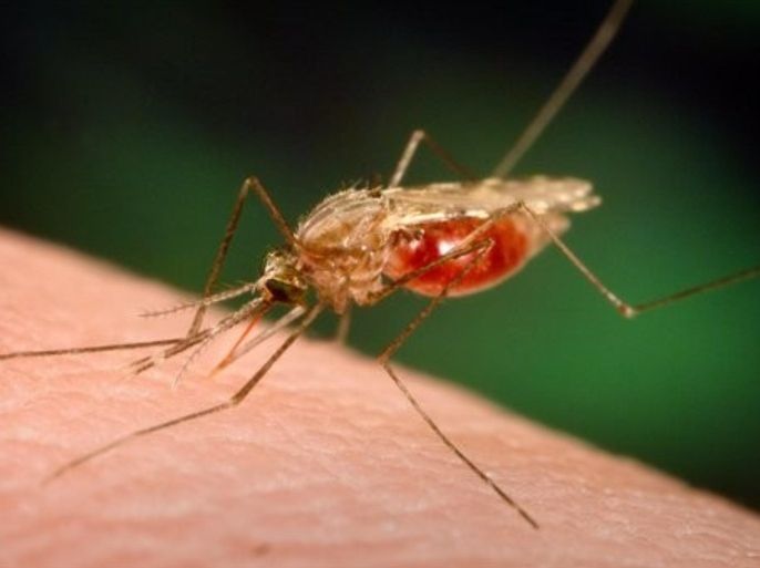 In this 2005 photo made available by the University of Notre Dame via the CDC, an Anopheles funestus mosquito takes a blood meal from a human host. The quest for the world's first malaria vaccine appears to have taken a big step. The first results from a late-stage test in seven African countries were released Tuesday, Oct. 18, 2011. They show the experimental shots cut the number of cases of malaria in half in young children. In Africa, the major vectors for malaria are the Anopheles funestus and Anopheles gambiae.