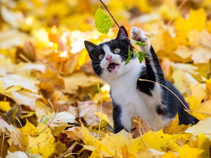 A cat plays with colorful leaves in a garden in Sieversdorf, eastern Germany, Sunday, Nov. 1, 2015. (Patrick Pleul/dpa via AP)