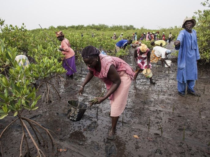 In this photo taken Tuesday, Oct. 20, 2015, volunteers replant mangroves outside Saloum Delta, Diamniadio Island in Senegal. Thousands of others on these tiny islands and villages in this part of West Africa are living on the frontline of climate change. The loss of the mangrove habitat _ driven by nature and human actions _ means coastal lines and fish breeding grounds are being erased. (AP Photo/Jane Hahn)