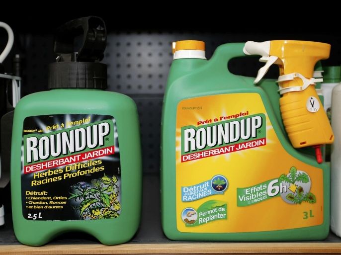 Monsanto's Roundup weedkiller atomizers are displayed for sale at a garden shop at Bonneuil-Sur-Marne near Paris, France, June 16, 2015. French Environment and Energy Minister Royal has asked garden shops to stop over-the-counter sales of Monsanto's Roundup weedkiller as part of a wider fight against pesticides seen as potentially harmful to humans.The International Agency for Research on Cancer (IARC), part of the World Health Organization (WHO), said in March that glyphosate, the key ingredient in Monsanto's Roundup was "probably carcinogenic to humans." REUTERS/Charles Platiau