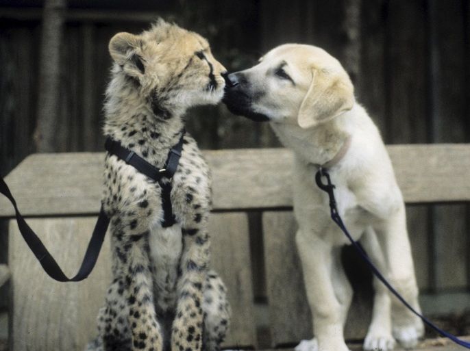 Sarah the cheetah is seen as a young cub with her puppy companion named Alexa in this undated handout photo courtesy of the Cincinnati Zoo in Cincinnati, Ohio. The zoo said on January 21, 2016 that Sarah, designated the world's fastest land mammal by National Geographic magazine in 2012, has died at the age of 15. REUTERS/Cincinnati Zoo/Handout via ReutersATTENTION EDITORS - THIS PICTURE WAS PROVIDED BY A THIRD PARTY. REUTERS IS UNABLE TO INDEPENDENTLY VERIFY THE AUTHENTICITY, CONTENT, LOCATION OR DATE OF THIS IMAGE. THIS PICTURE IS DISTRIBUTED EXACTLY AS RECEIVED BY REUTERS, AS A SERVICE TO CLIENTS. FOR EDITORIAL USE ONLY. NOT FOR SALE FOR MARKETING OR ADVERTISING CAMPAIGNS. NO RESALES. NO ARCHIVES.