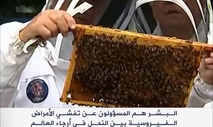 البشر مسؤولون عن تفشي الأمراض الفيروسية بين النحل