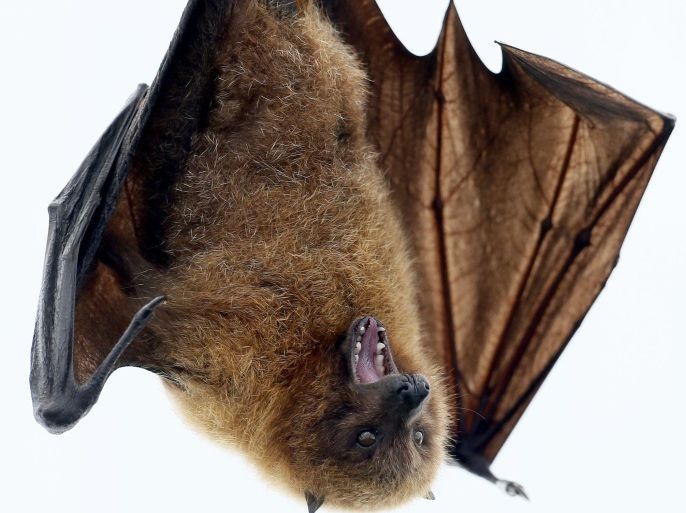 A Rodrigue fruit bat hangs on a perch in the Masoala Rainforest hall at the zoo in Zurich March 26, 2013. REUTERS/Arnd Wiegmann (SWITZERLAND - Tags: ENVIRONMENT SOCIETY ANIMALS)