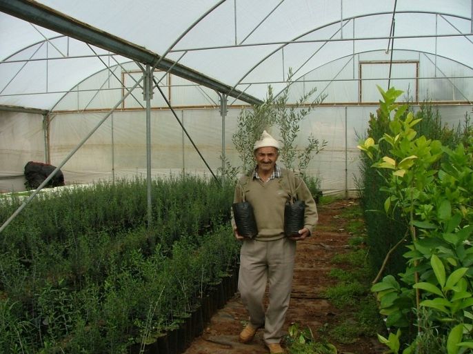 فلسطيني يعمل في تنمية أغراس الزيتون